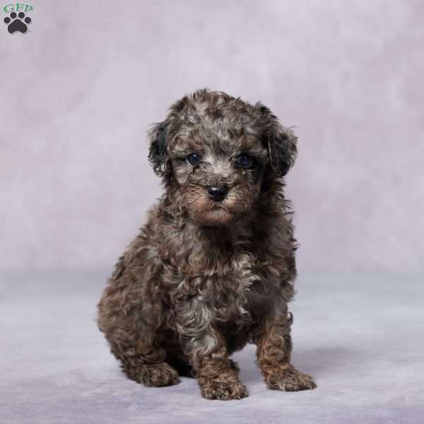 Ron, Toy Poodle Puppy